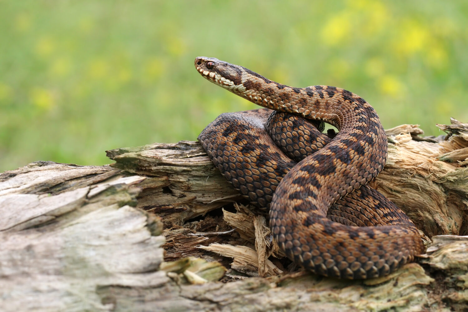 Slangen in Nederland - De natuur van hier