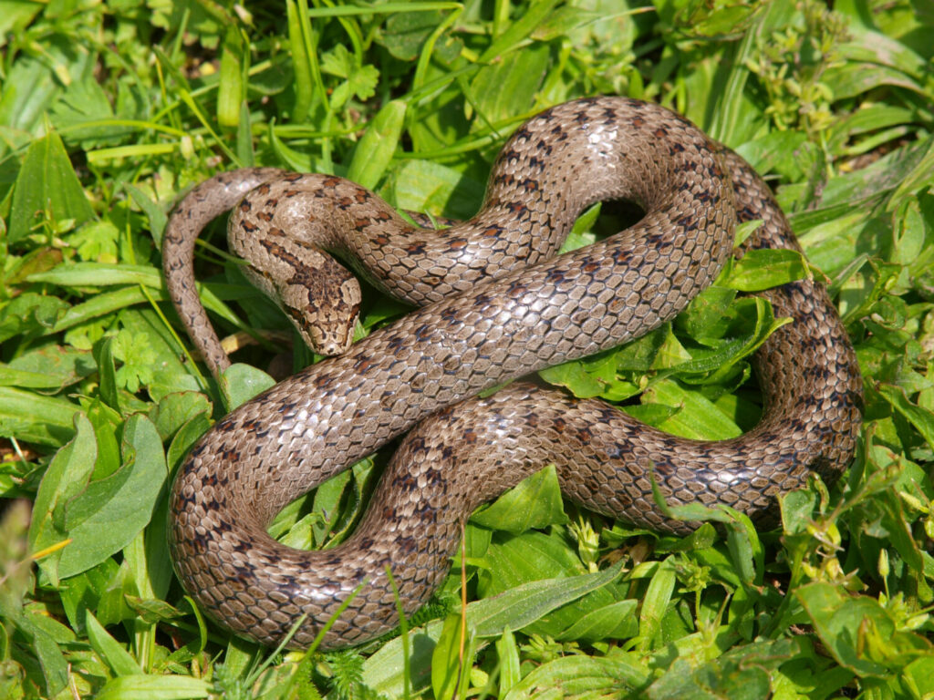 Gladde slang (Shutterstock) slangen in Nederland