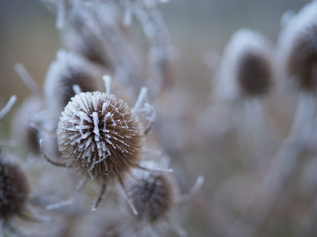 Kaardebol (De Natuur van hier)