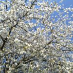 Kersenboom (De Natuur van hier)