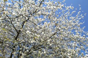 Kersenboom (De Natuur van hier)