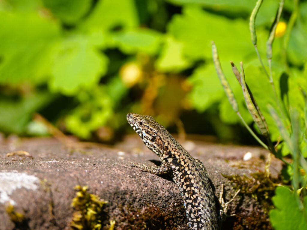 Muurhagedis (de Natuur van hier)