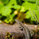 Muurhagedis (de Natuur van hier)