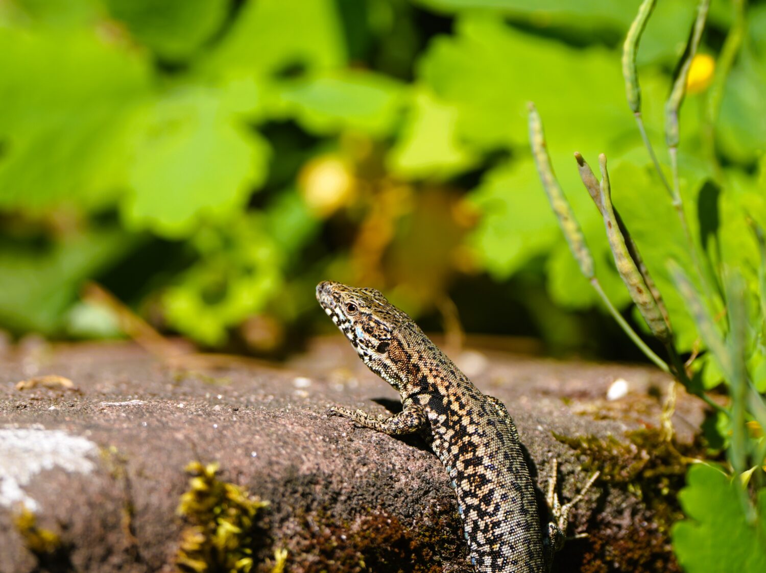 Muurhagedis (de Natuur van hier)