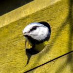 Tips ophangen nestkast