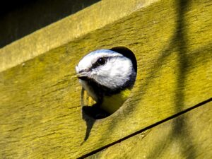 Tips ophangen nestkast