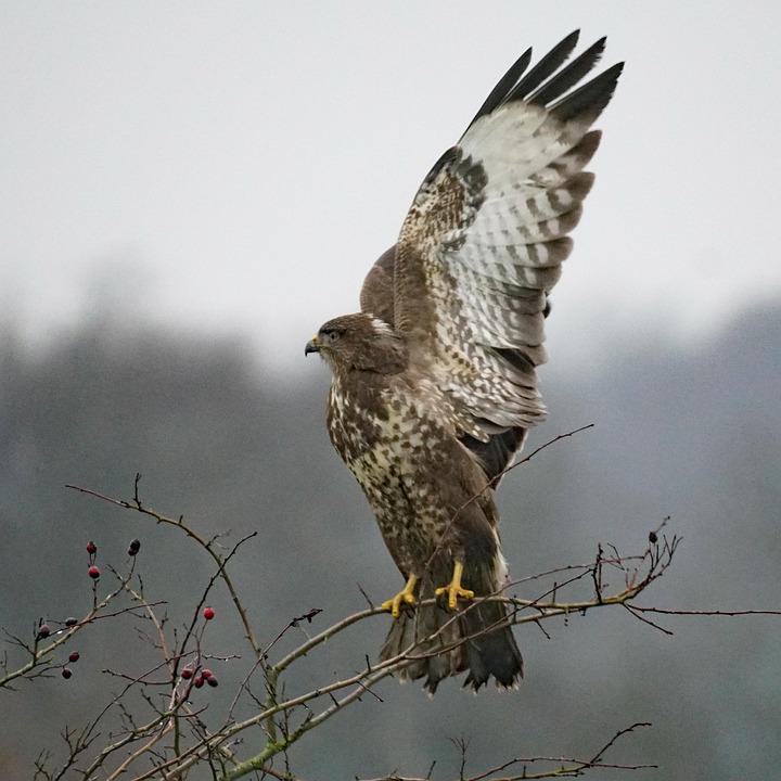 Buizerd