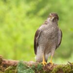 buizerds en haviken in Nederland