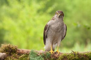 buizerds en haviken in Nederland
