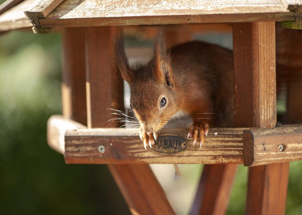Eekhoorns zijn leuke en actieve dieren om met een camera in de gaten te houden. Ze halen vaak de gekste kapriolen uit om bij het eten te komen wat voor de camera wordt aangeboden