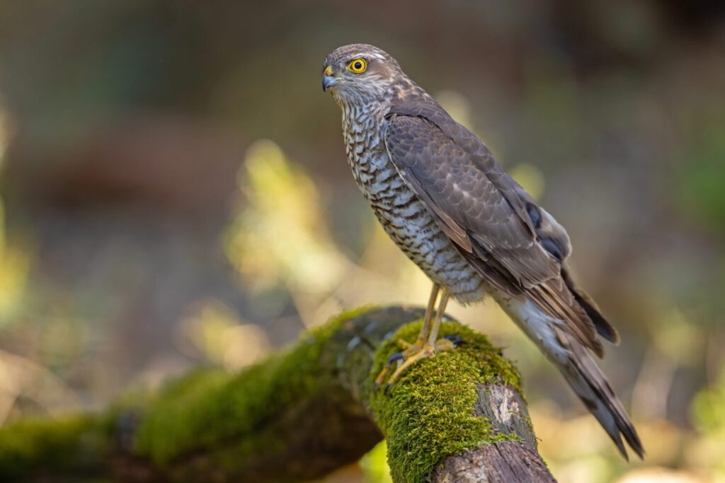 Sperwer (shutterstock)