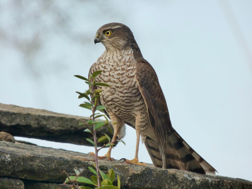 Sperwer - roofvogels in Nederland