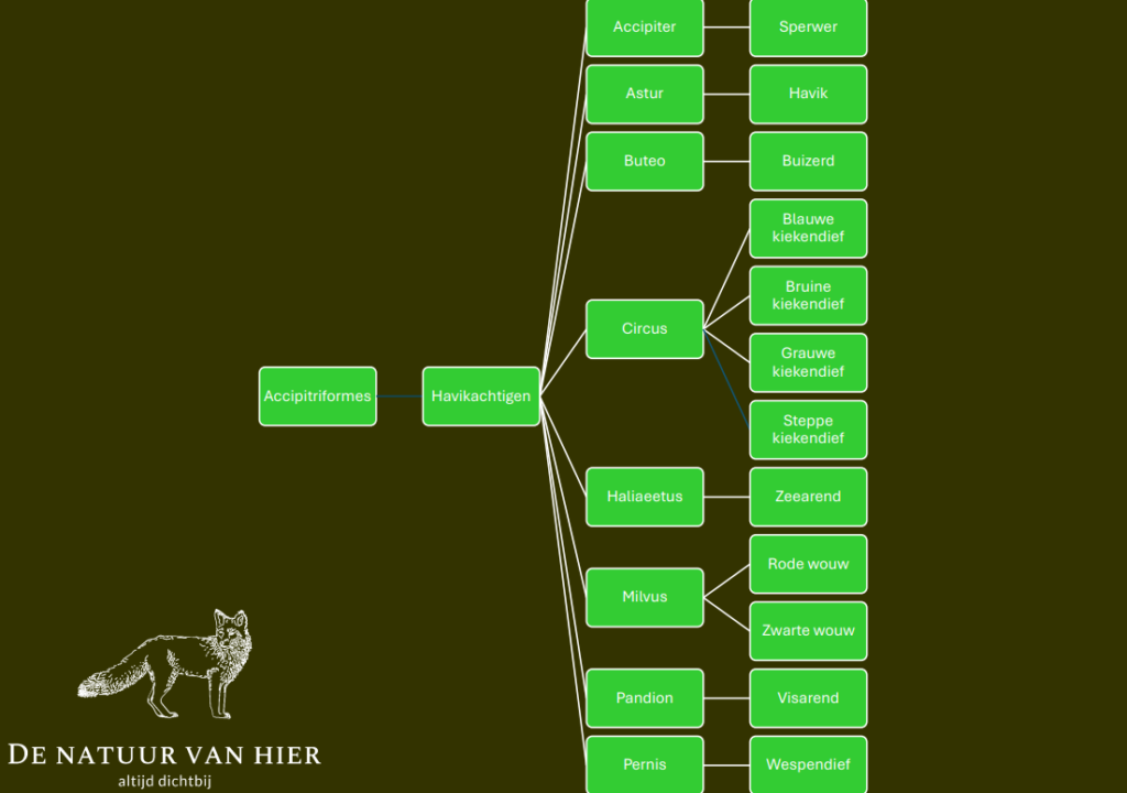 Taxonomie roofvogels in Nederland (De Natuur van hier)
