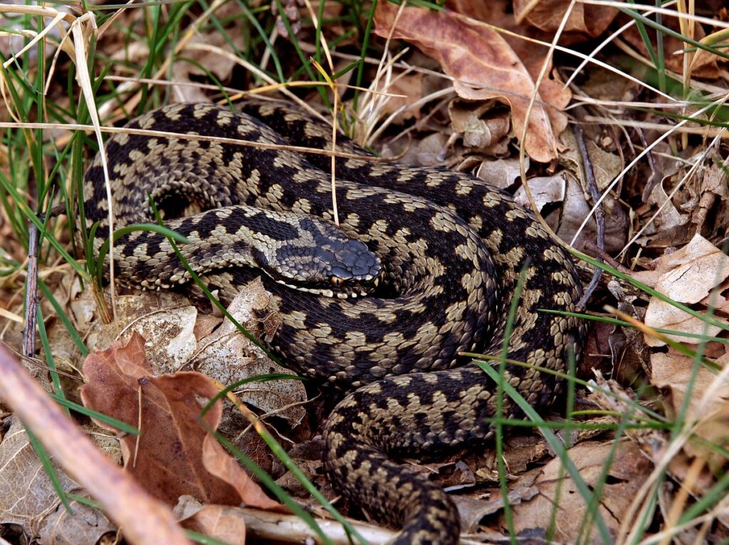 Adder - slangen in Nederland