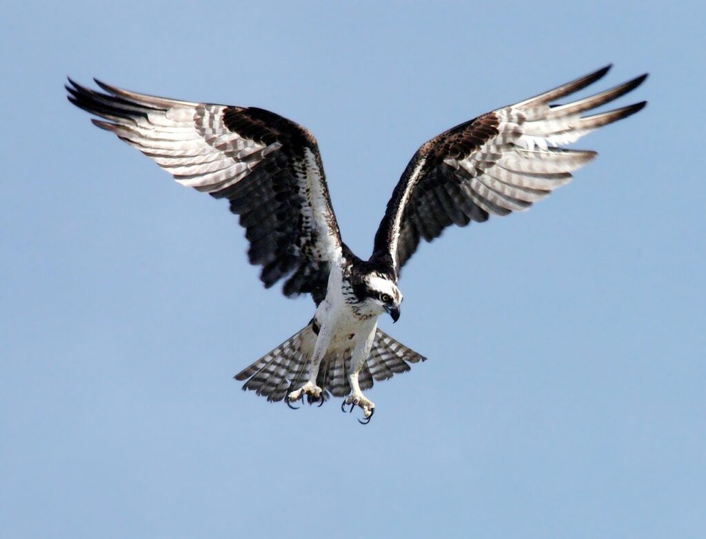 Visarend roofvogels in Nederland