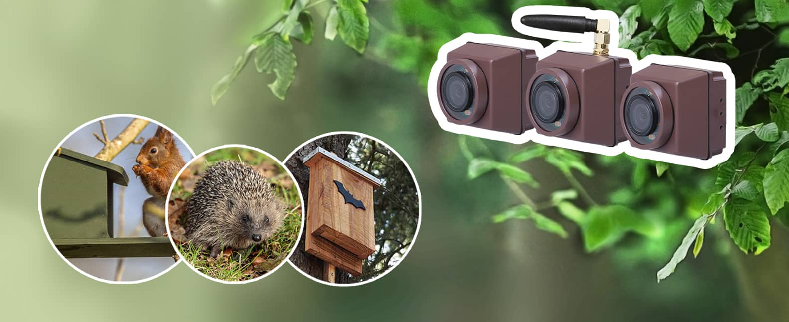 Nestcamera´s Green Backyard