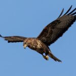 Roofvogels in Nederland