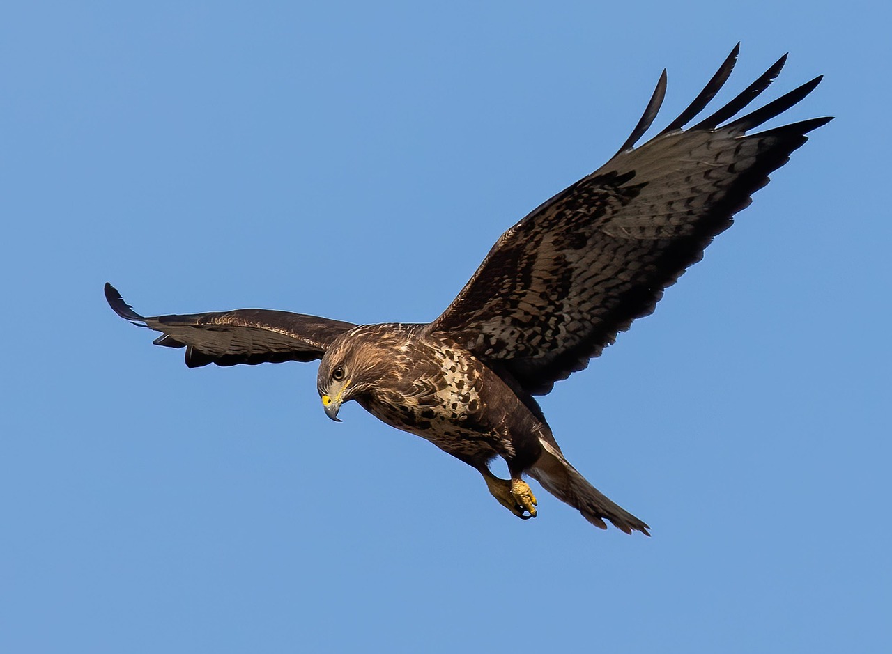 Roofvogels in Nederland