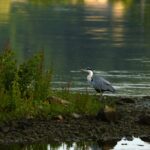 Blauwe reiger (de Natuur van hier)