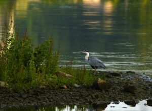 Blauwe reiger (de Natuur van hier)
