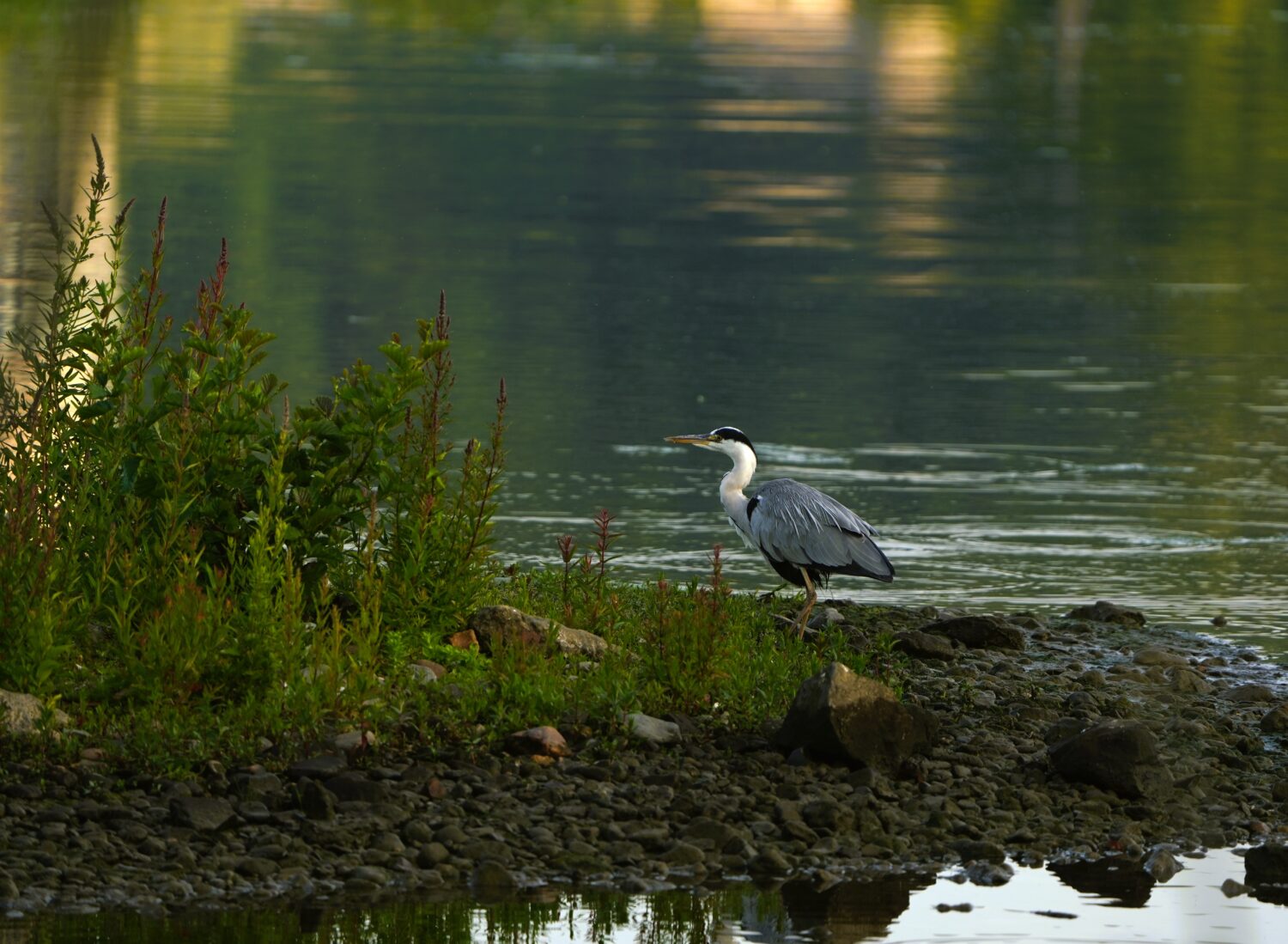 Blauwe reiger (de Natuur van hier)