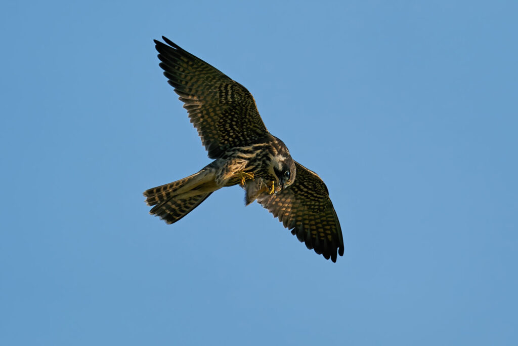 Boomvalk (shutterstock)