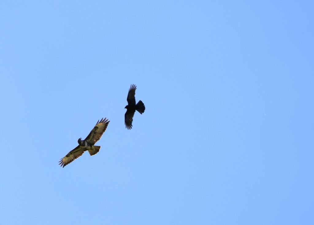 Buizerd en zwarte kraai in gevecht (De Natuur van hier)