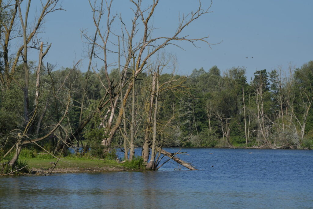 dode bomen (de Natuur van hier)