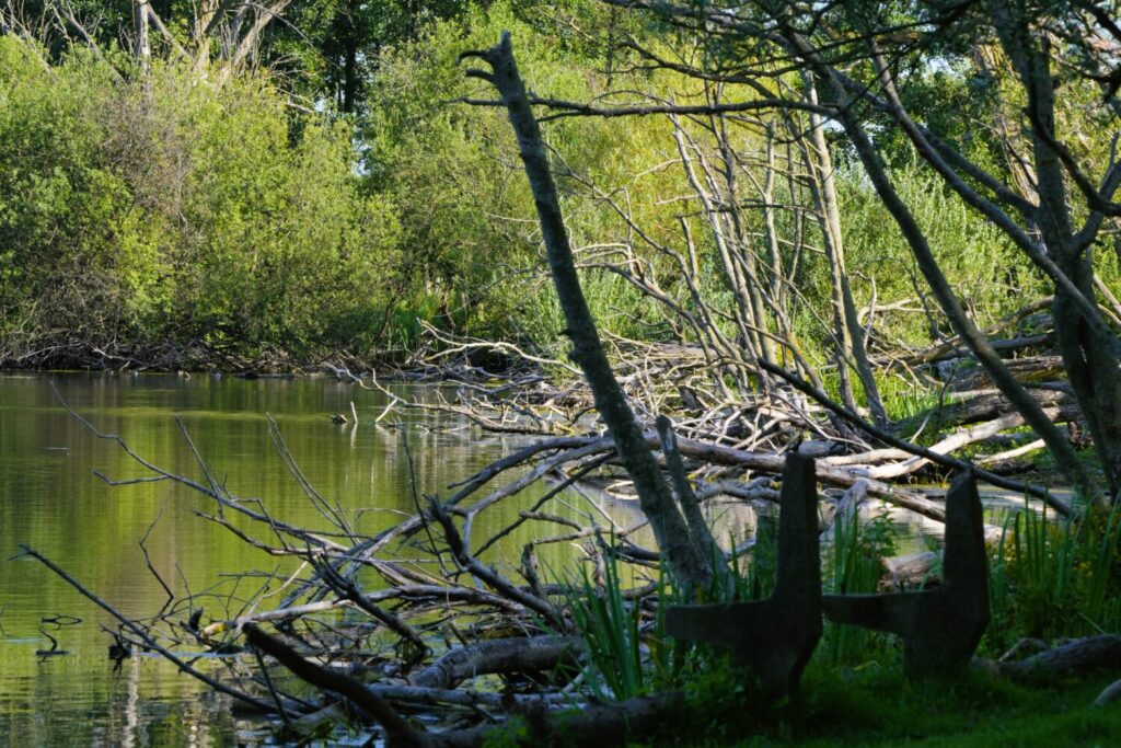 Dode bomen (de Natuur van hier)