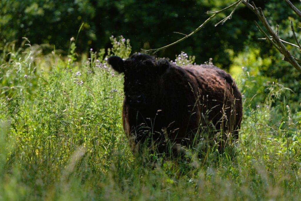 Galloway (de Natuur van hier)