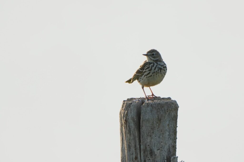 Graspieper (de Natuur van hier)