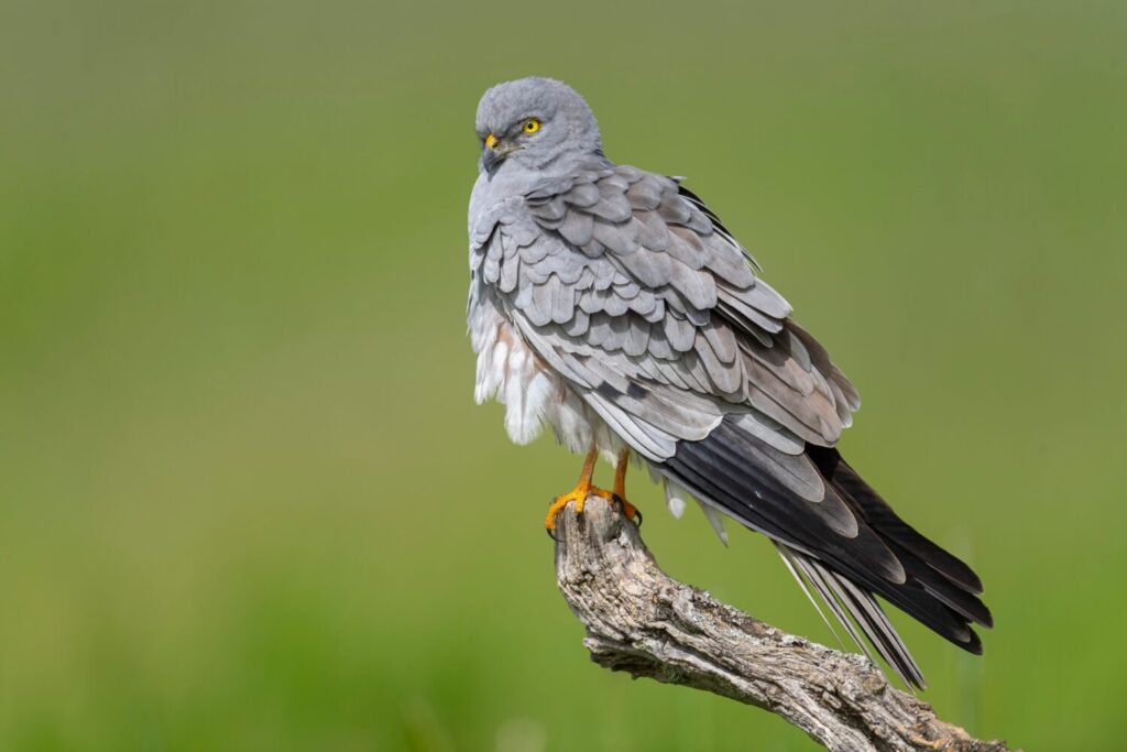 Grauwe kiekendief (Shutterstock) kiekendieven