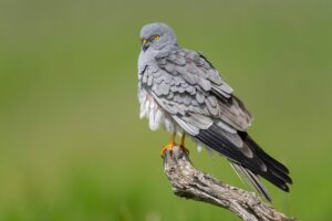 Grauwe kiekendief (Shutterstock) kiekendieven