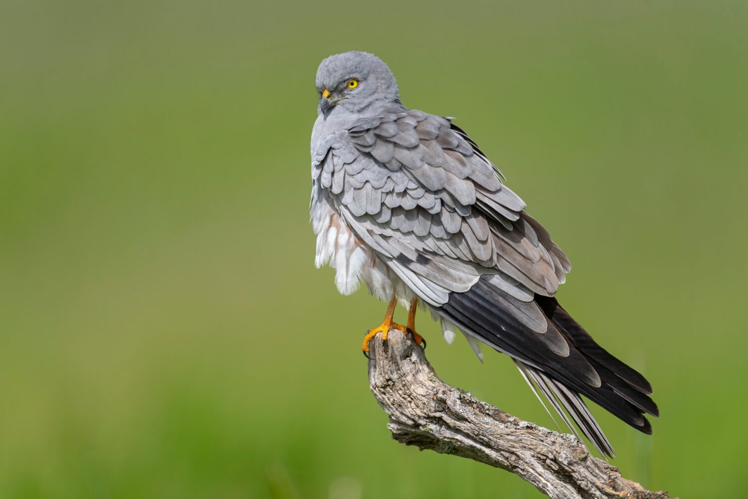Grauwe kiekendief (Shutterstock) kiekendieven