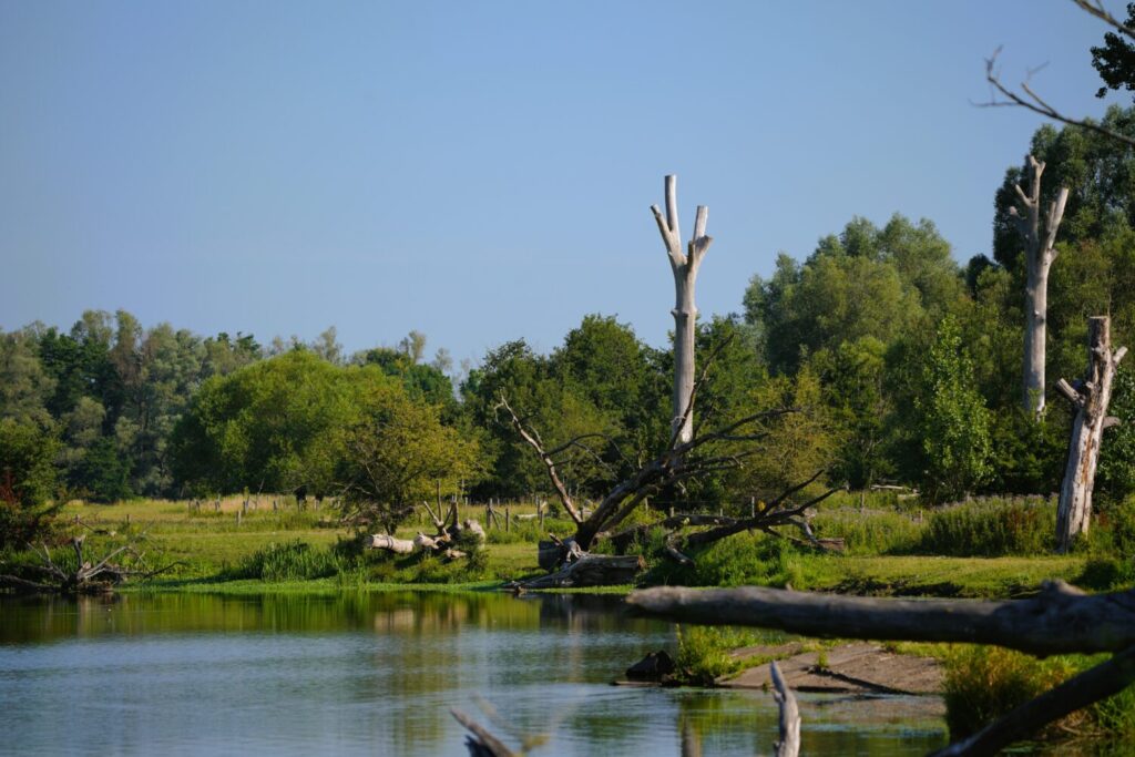 Huyskensplas, Stevensweert RivierPark Maasvallei (de Natuur van hier)