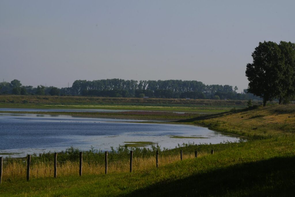 Koeweide, Grevenbicht RivierPark Maasvallei(de Natuur van hier)