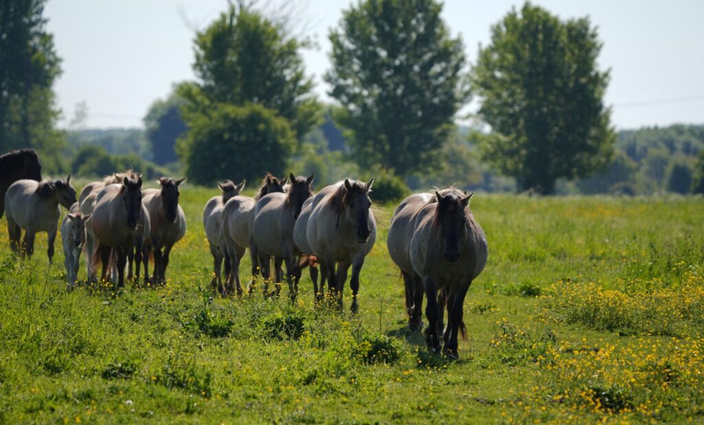 Konikpaarden, De Rug