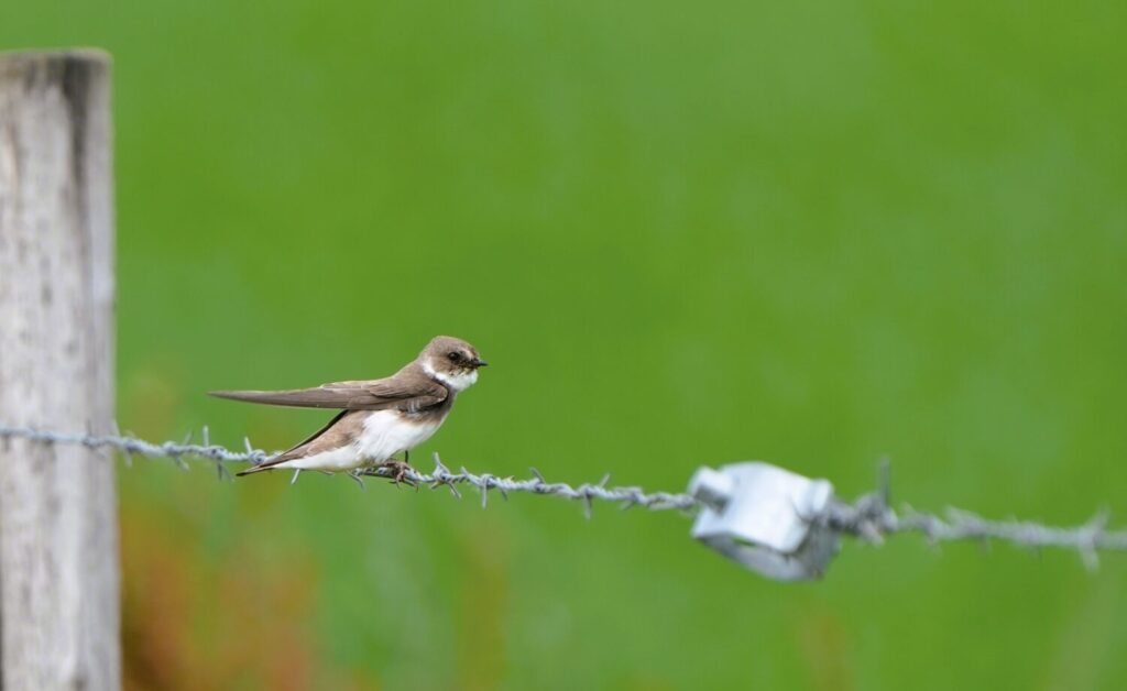 Oeverzwaluw (de Natuur van hier)