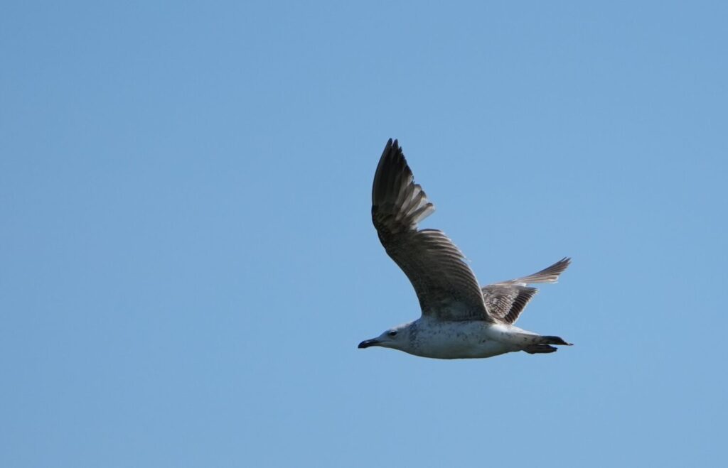 Pontische meeuw (de Natuur van hier)