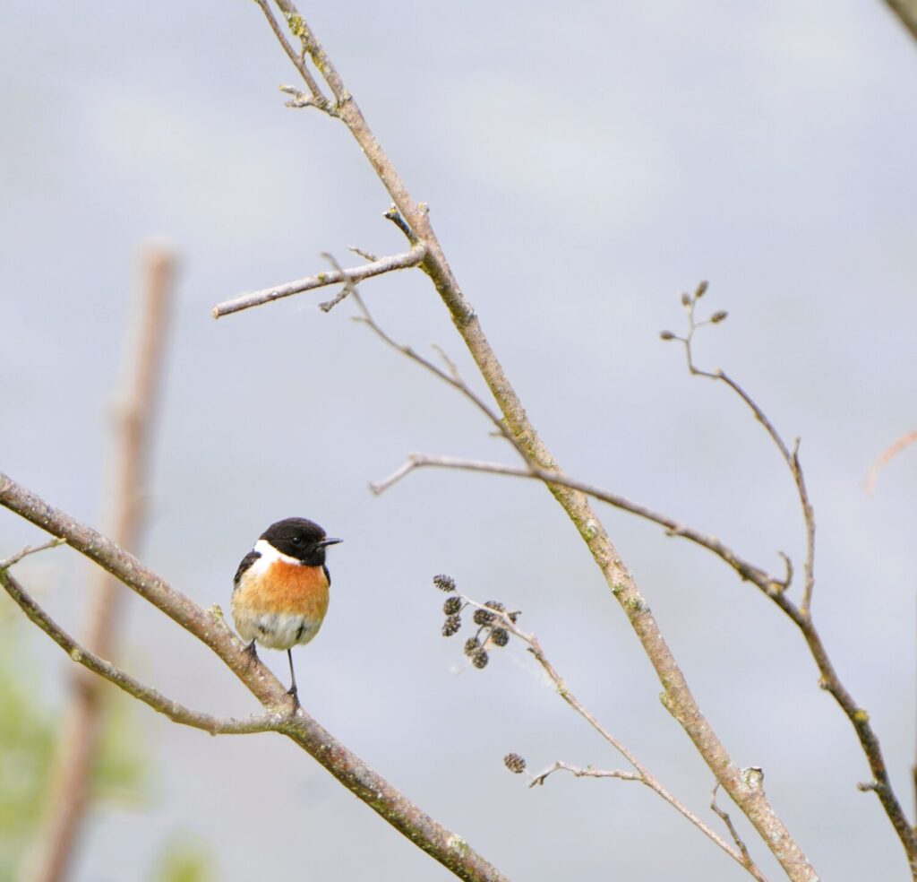 Roodborsttapuit (de Natuur van hier)