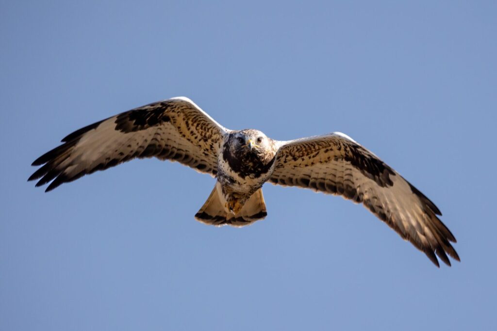 Ruigpootbuizerd (Shutterstock)