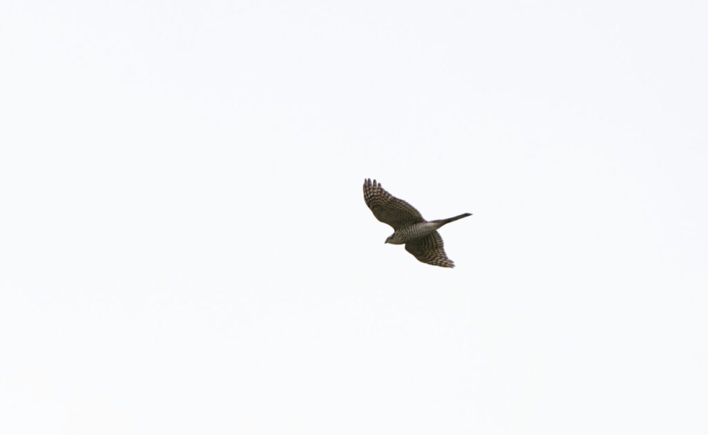 Sperwer in vlucht (de Natuur van hier)