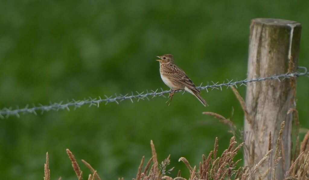 Veldleeuwerik (de Natuur van hier)