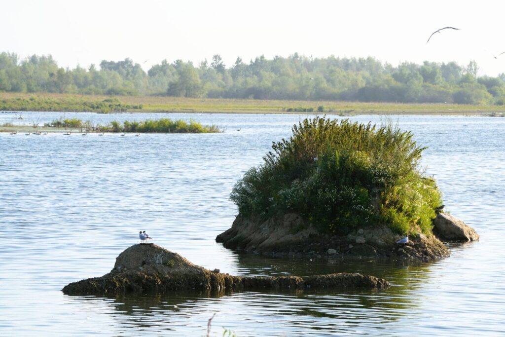 Vogeleilanden, Rotem (de Natuur van hier)