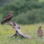 Zwarte wouw (Shutterstock)