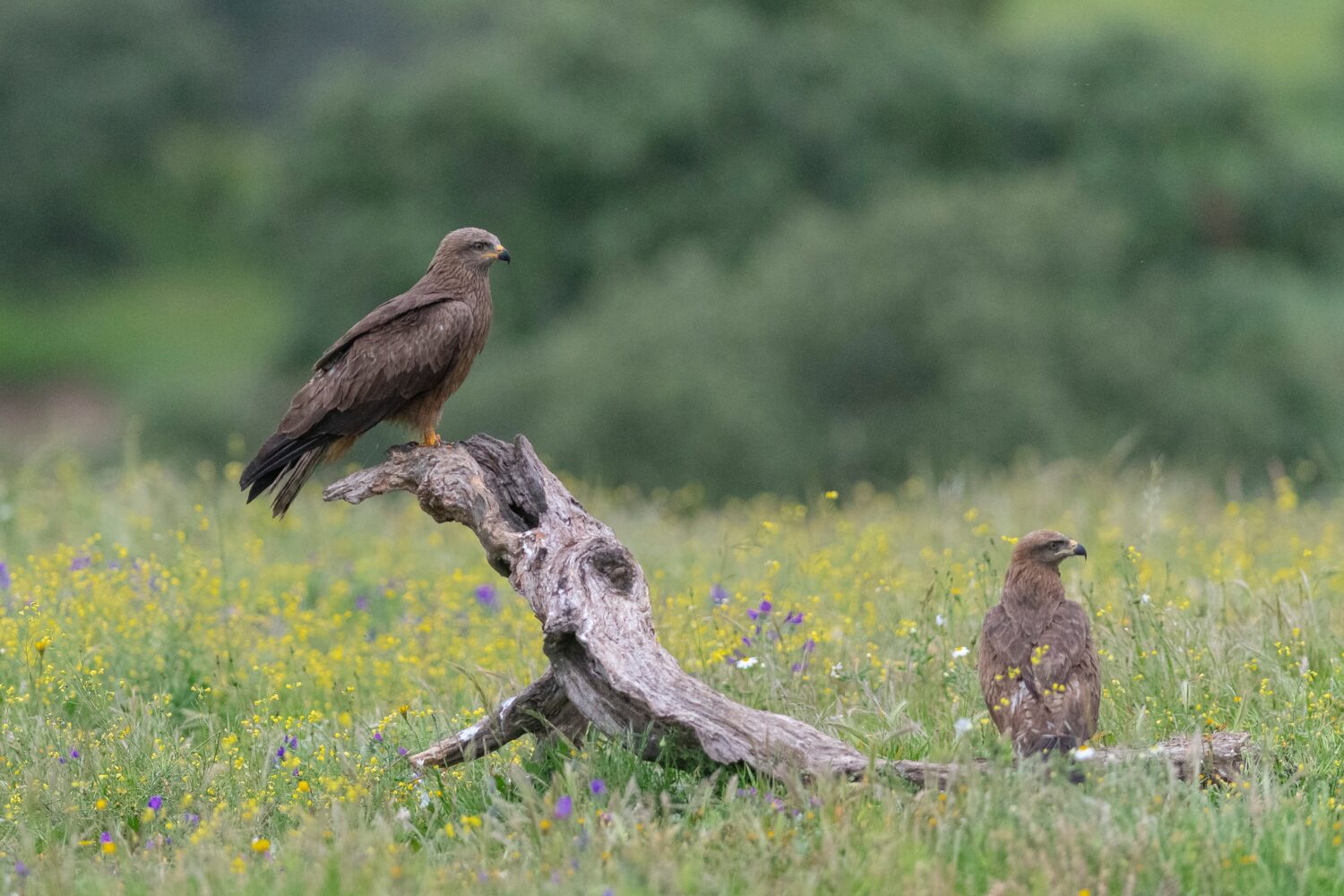 Zwarte wouw (Shutterstock)