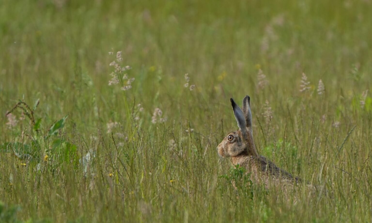 Hoe maak ik een stapelmuurtje? - De natuur van hier