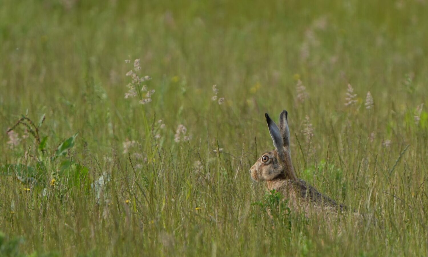 Haas, Lomm (de Natuur van hier)