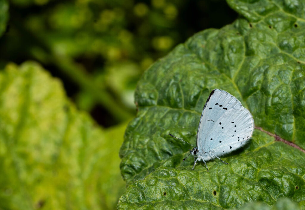 Boomblauwtje in onze Natuurtuin (de Natuur van hier)