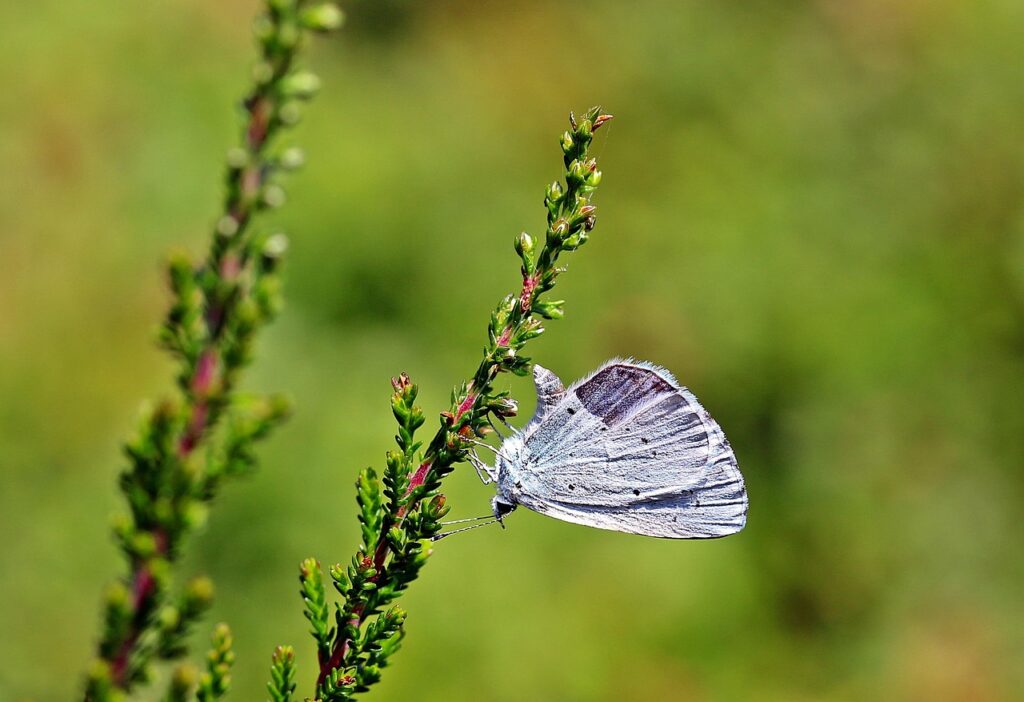 Boomblauwtje blauwe vlinders